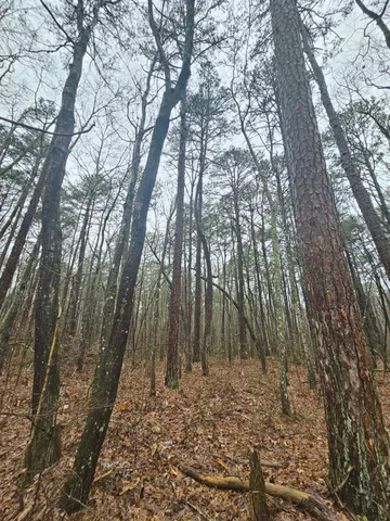 a big yard with lots of plants and trees