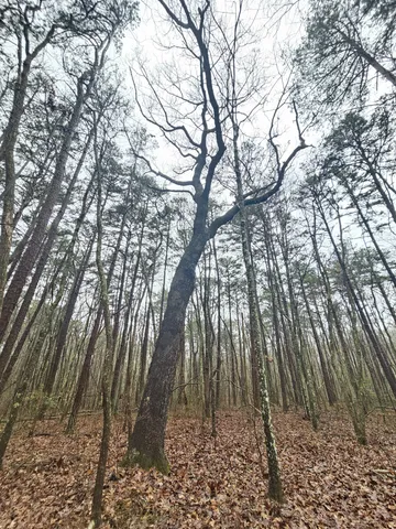 a view of outdoor space and green space