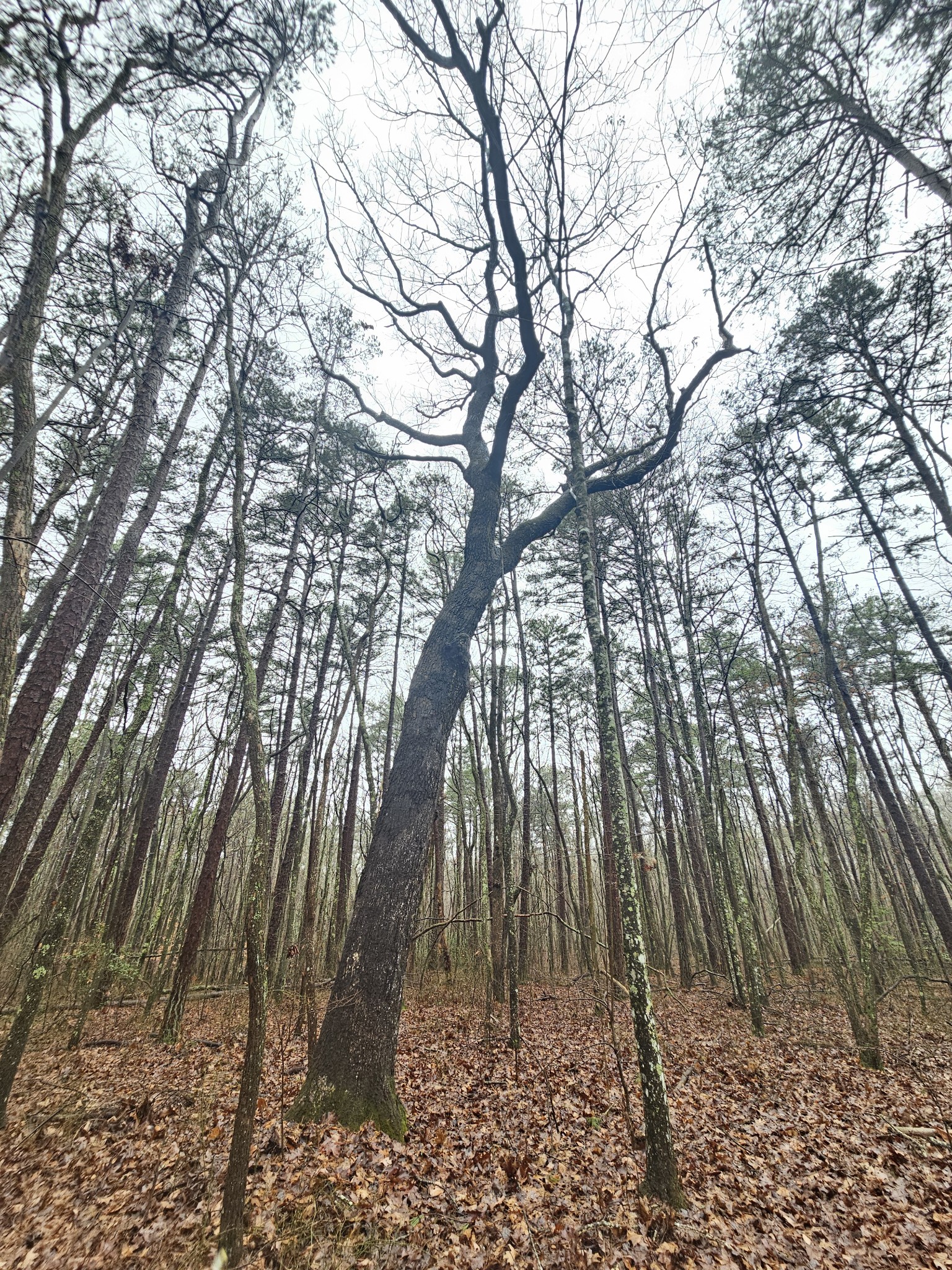 16 Highway 150 Sequatchie, TN 37374 - Photo 9 of 15