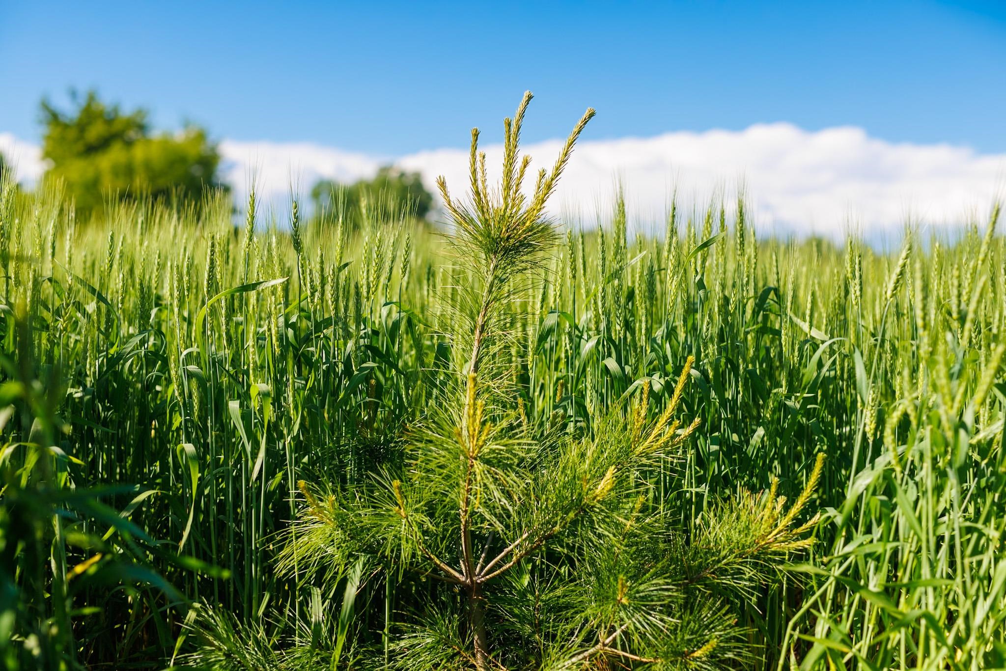 Bay Settlement Road Green Bay, WI 54311 - Photo 6 of 7