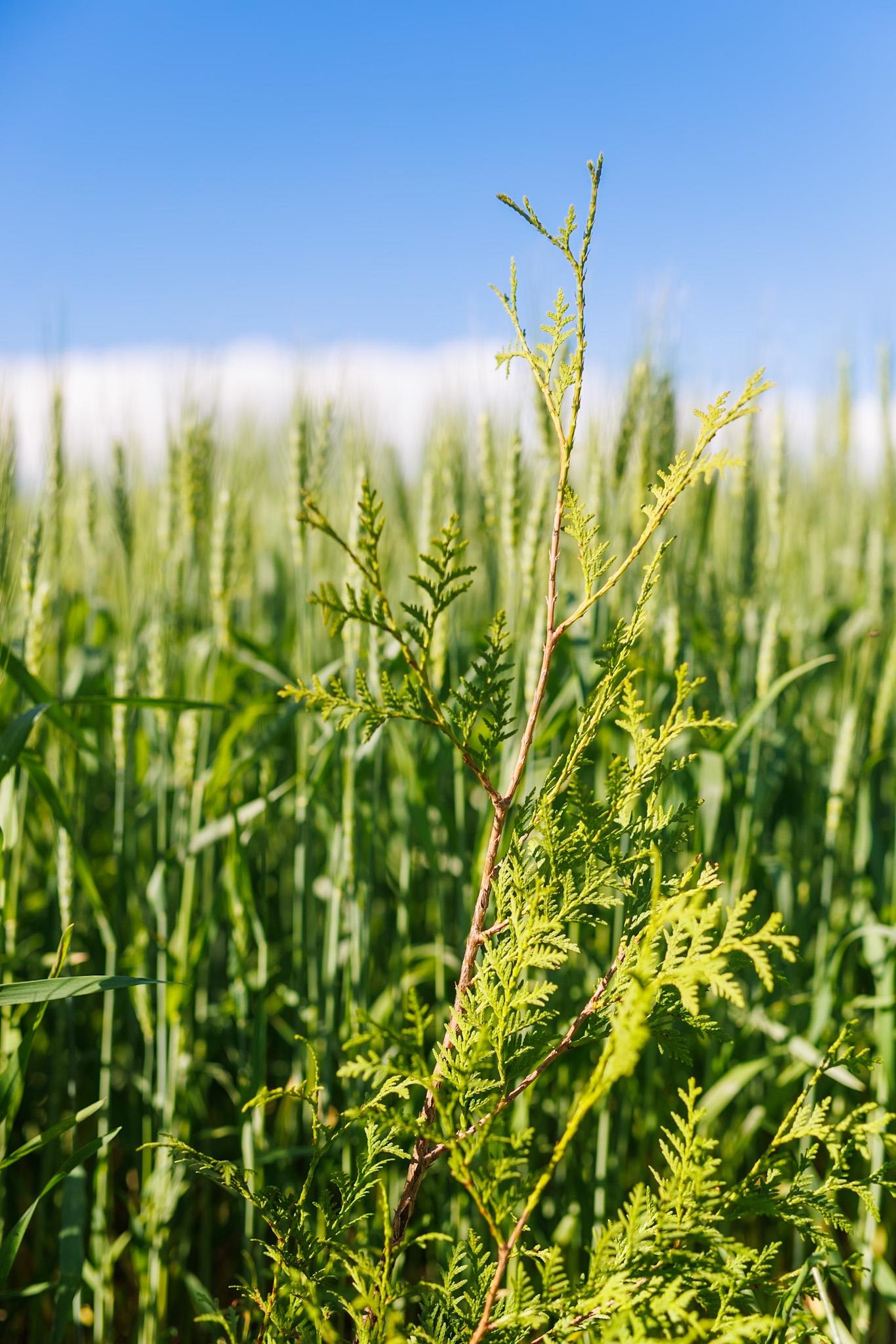 Bay Settlement Road Green Bay, WI 54311 - Photo 7 of 7