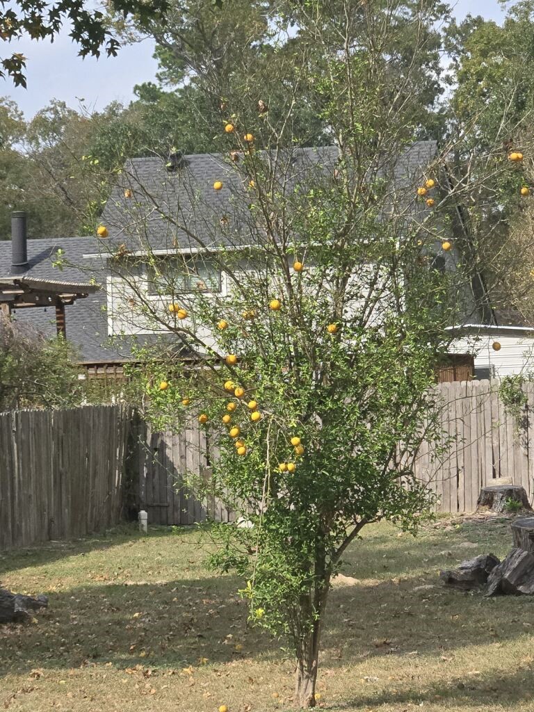 254 Maple Lane Conroe, TX 77304 - Photo 25 of 26