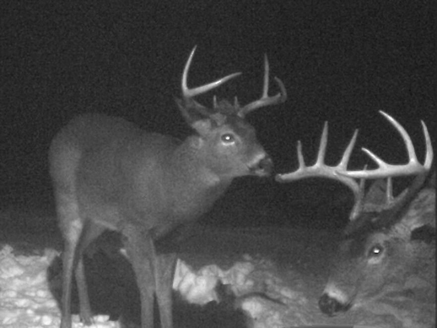 7937 East Cannonsville Road Edmore, MI 48829 - Photo 16 of 17 Sal's deer2 CDY_0163