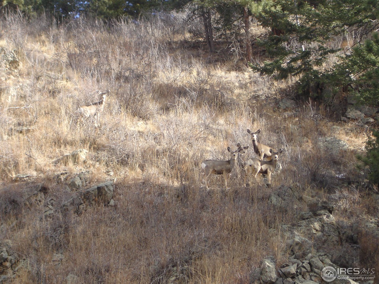 20533 Buckhorn Road Bellvue, CO 80512 - Photo 8 of 18 Deer