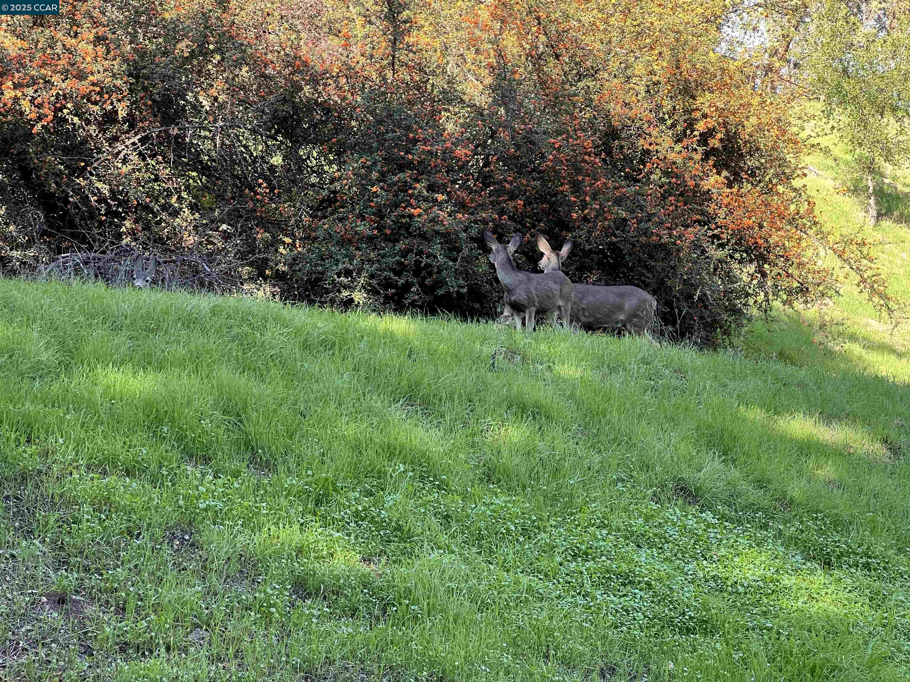 Alamo View Place Walnut Creek, CA 94595 - Photo 2 of 3