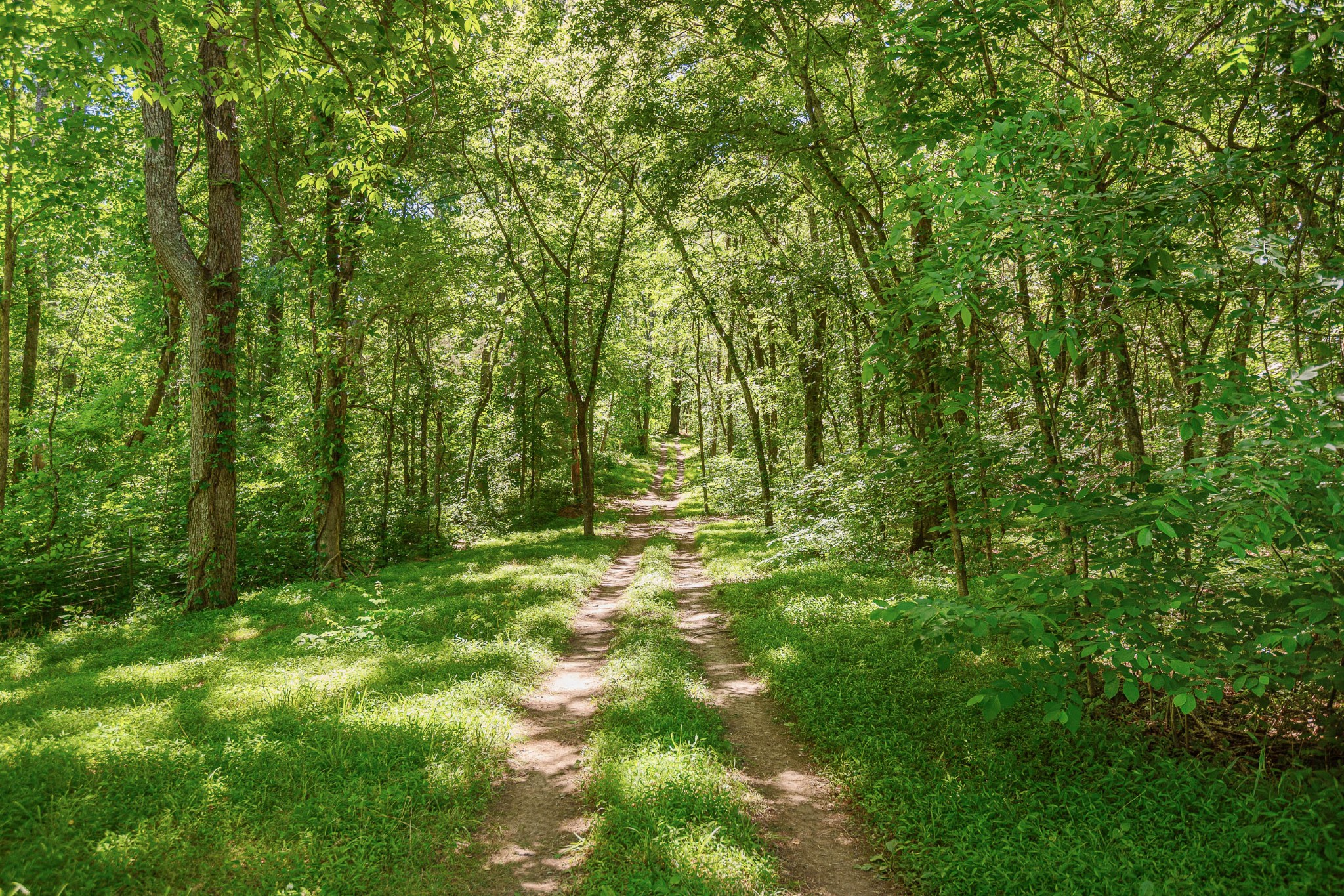642 Beach Bottom Road Watertown, TN 37184 - Photo 43 of 48 a view of outdoor space and trees