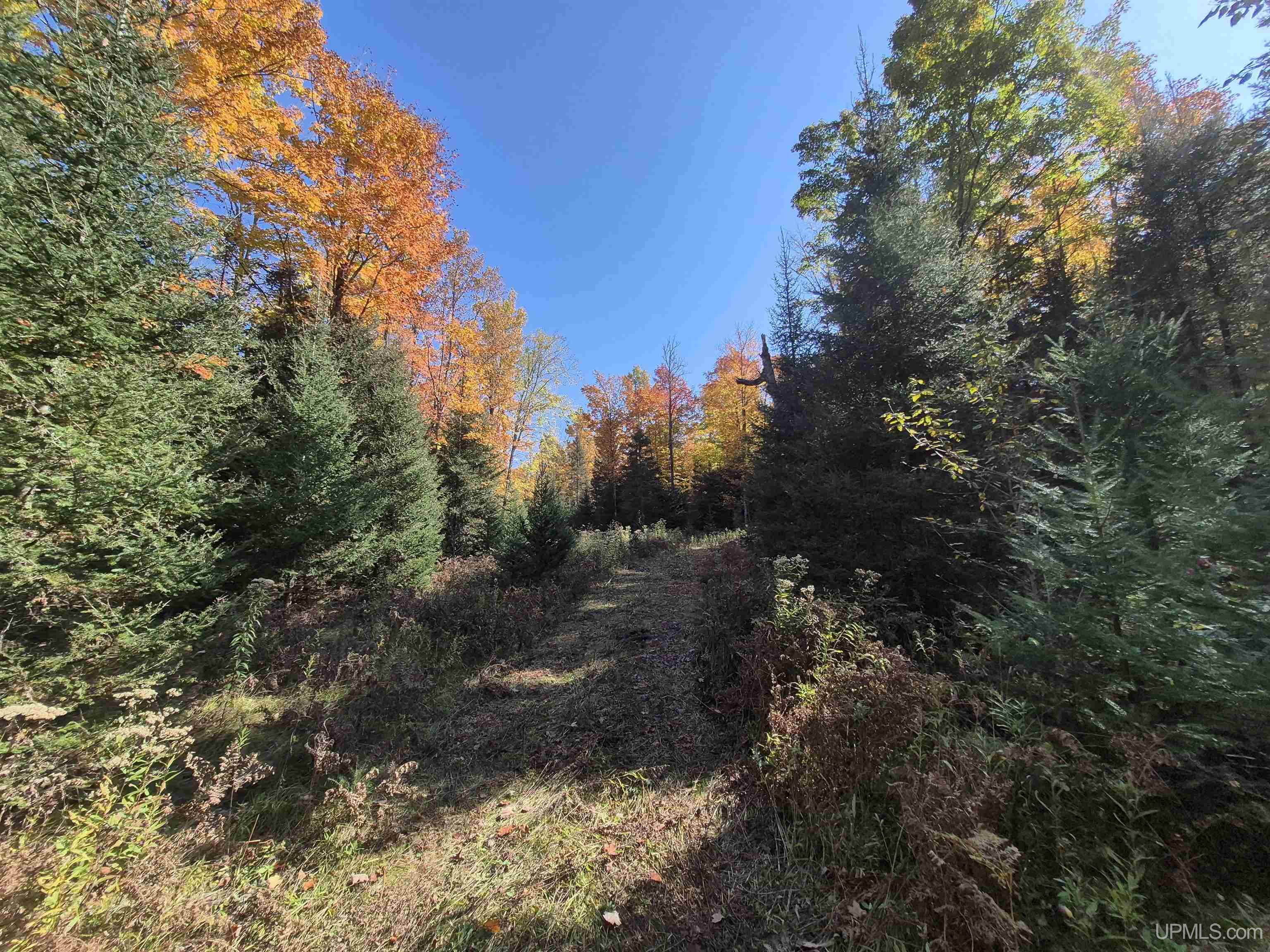 40-acres Mattson Road Felch, MI 49831 - Photo 23 of 45 Gallery Image 23