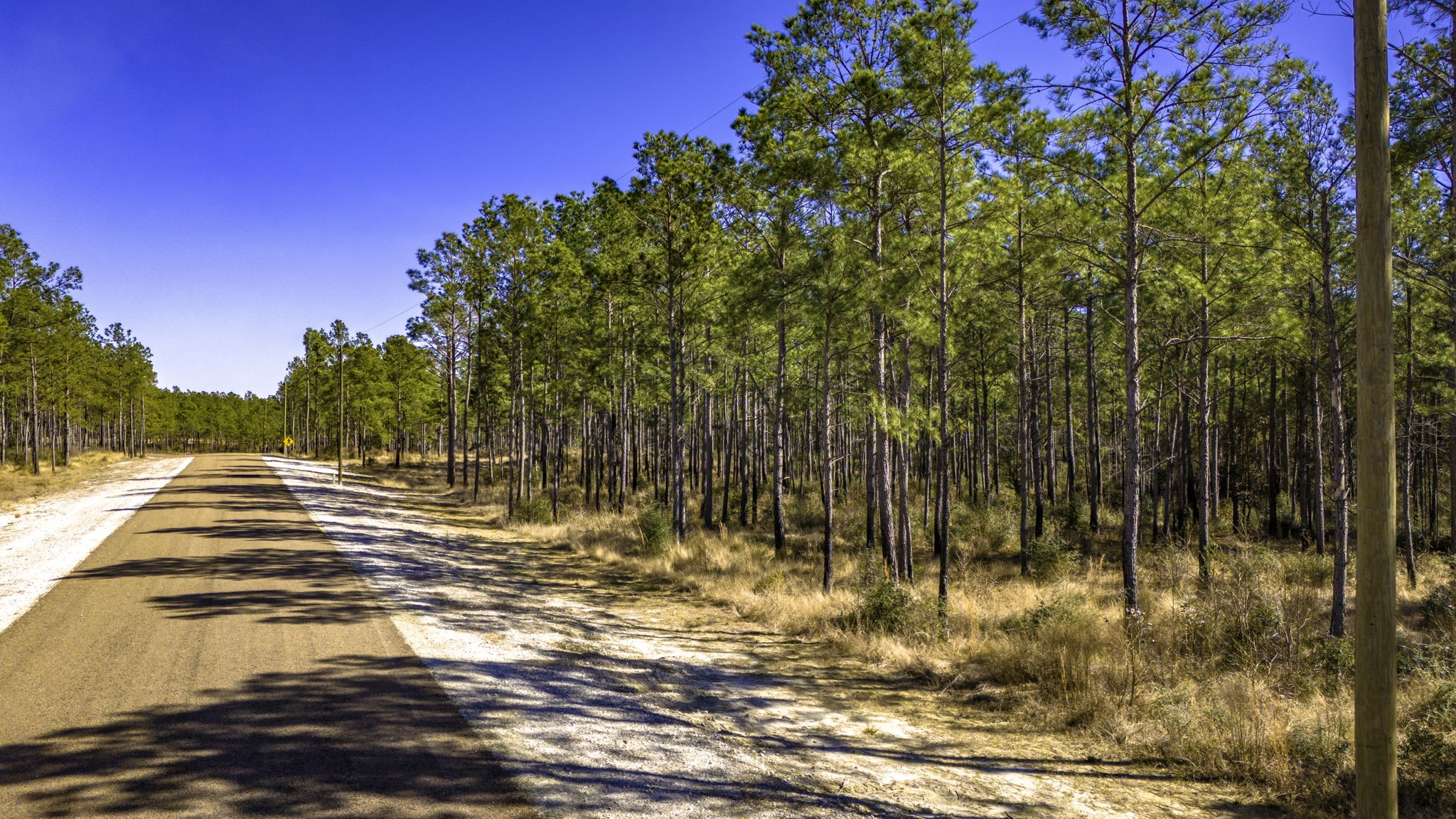 47 Tumbleweed Ranch Road Onalaska, TX 77360 - Photo 6 of 12 a view of outdoor space with trees