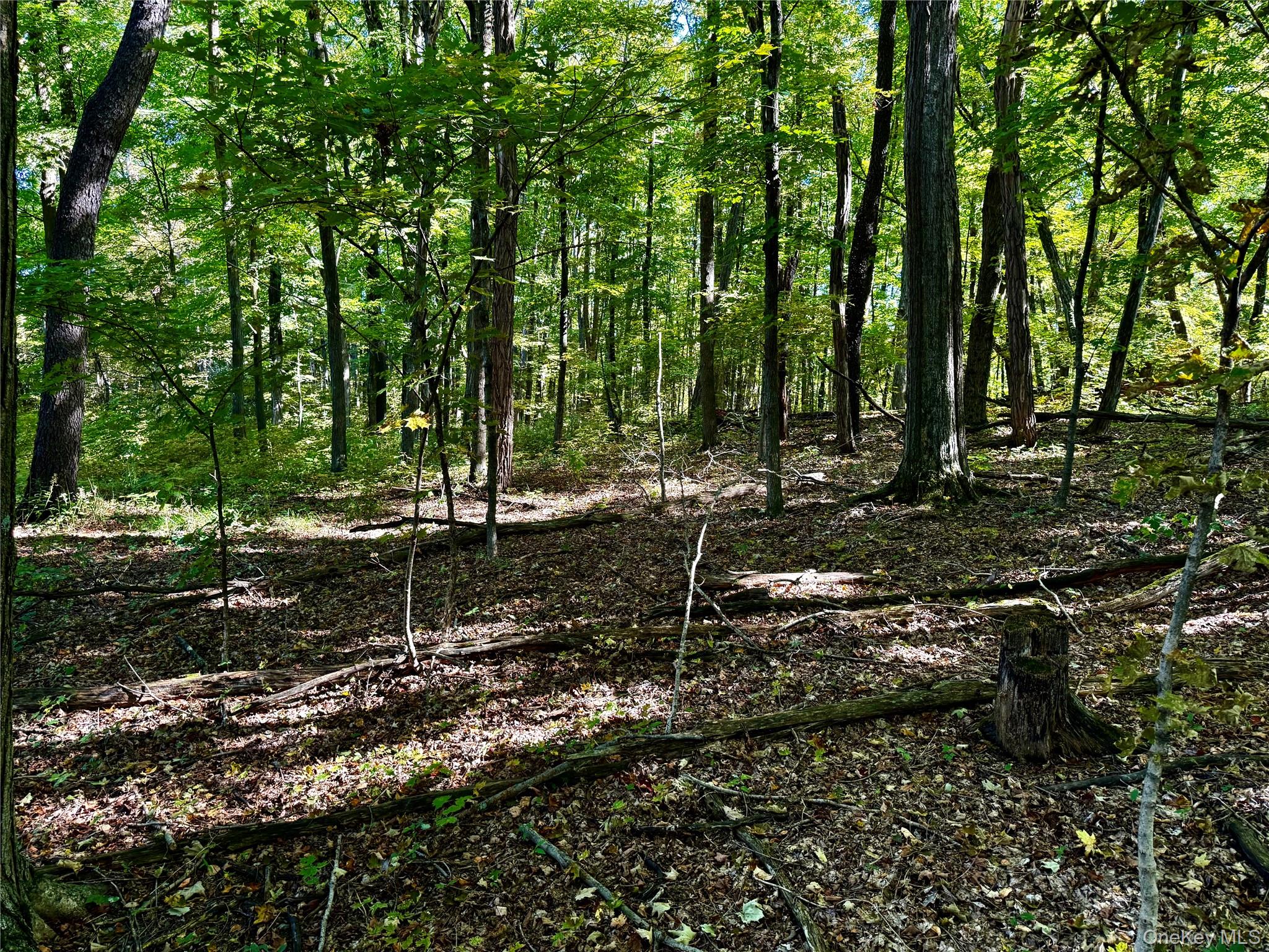 Freedom Road Pleasant Valley, NY 12569 - Photo 3 of 13 a view of a forest with trees