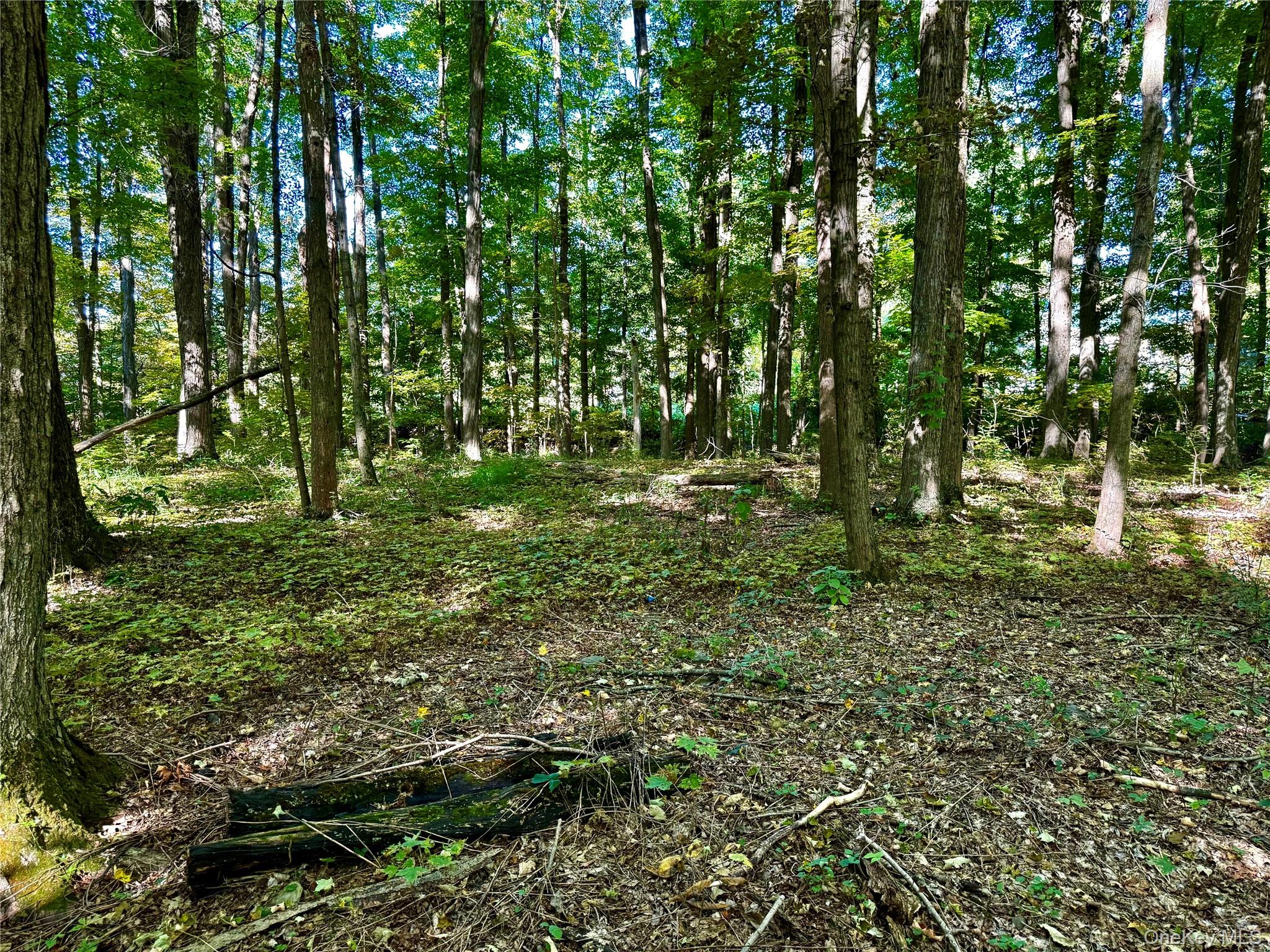 Freedom Road Pleasant Valley, NY 12569 - Photo 4 of 13 a big yard with lots of green space and deers