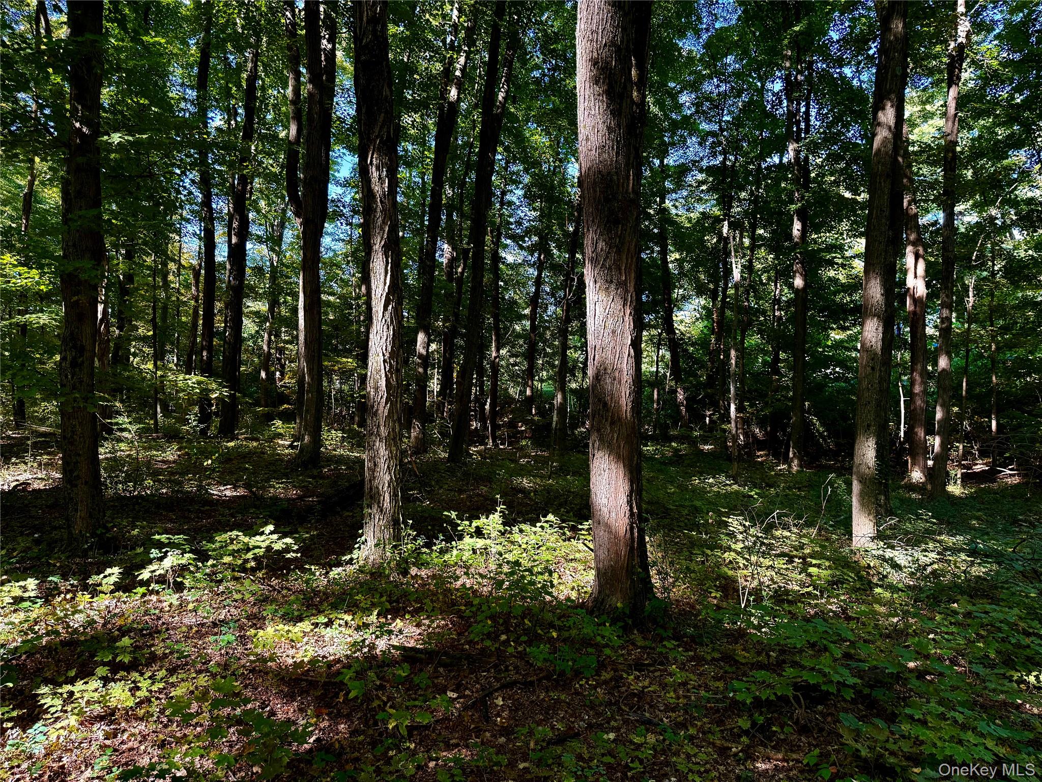 Freedom Road Pleasant Valley, NY 12569 - Photo 5 of 13 a backyard of a house with lots of green space