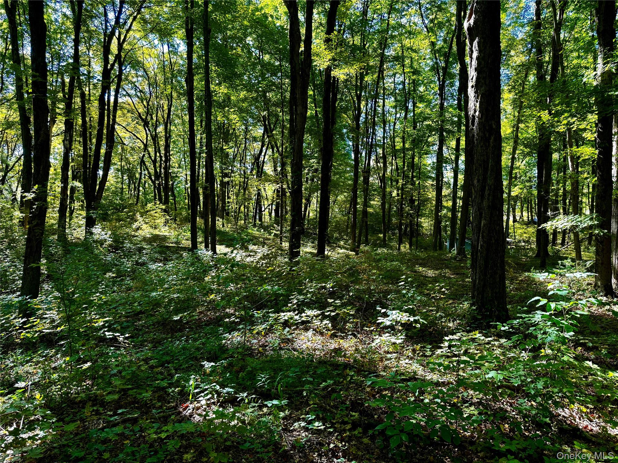 Freedom Road Pleasant Valley, NY 12569 - Photo 10 of 13 a view of outdoor space and trees