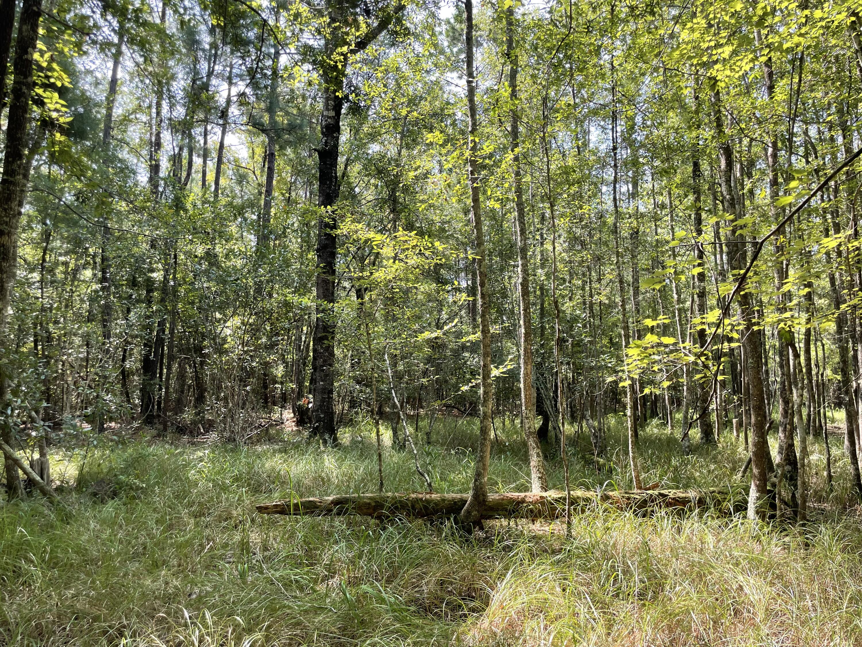 1 Cedar Creek Road Andrews, SC 29510 - Photo 10 of 12 IMG_7359