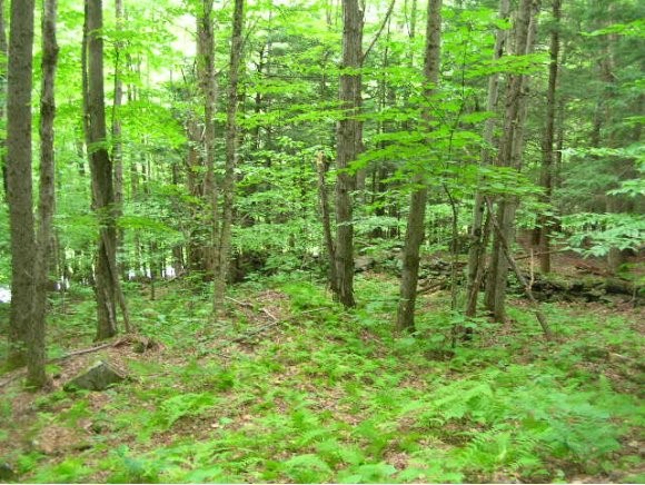 So Wardsboro Road Newfane, VT 05345 - Photo 1 of 1