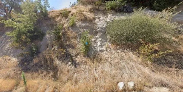 a view of a forest with a tree