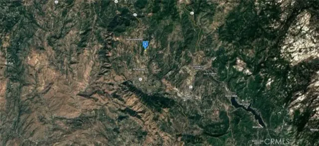 a view of a forest with a tree