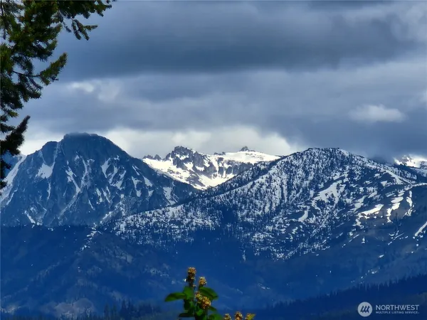 a close up of a plant in a yard