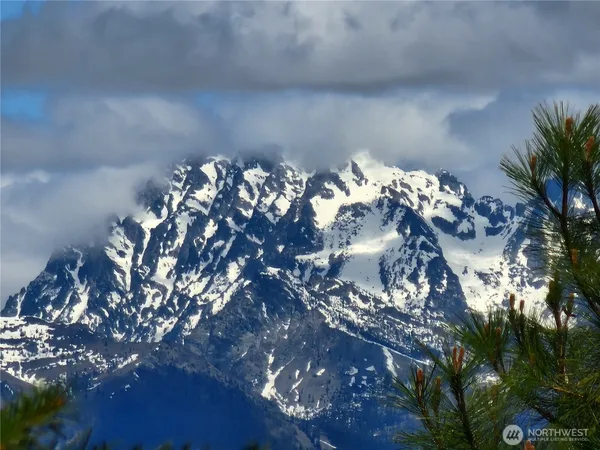 a view of a flower in a garden