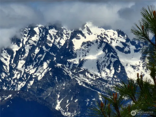 a view of a lush green forest