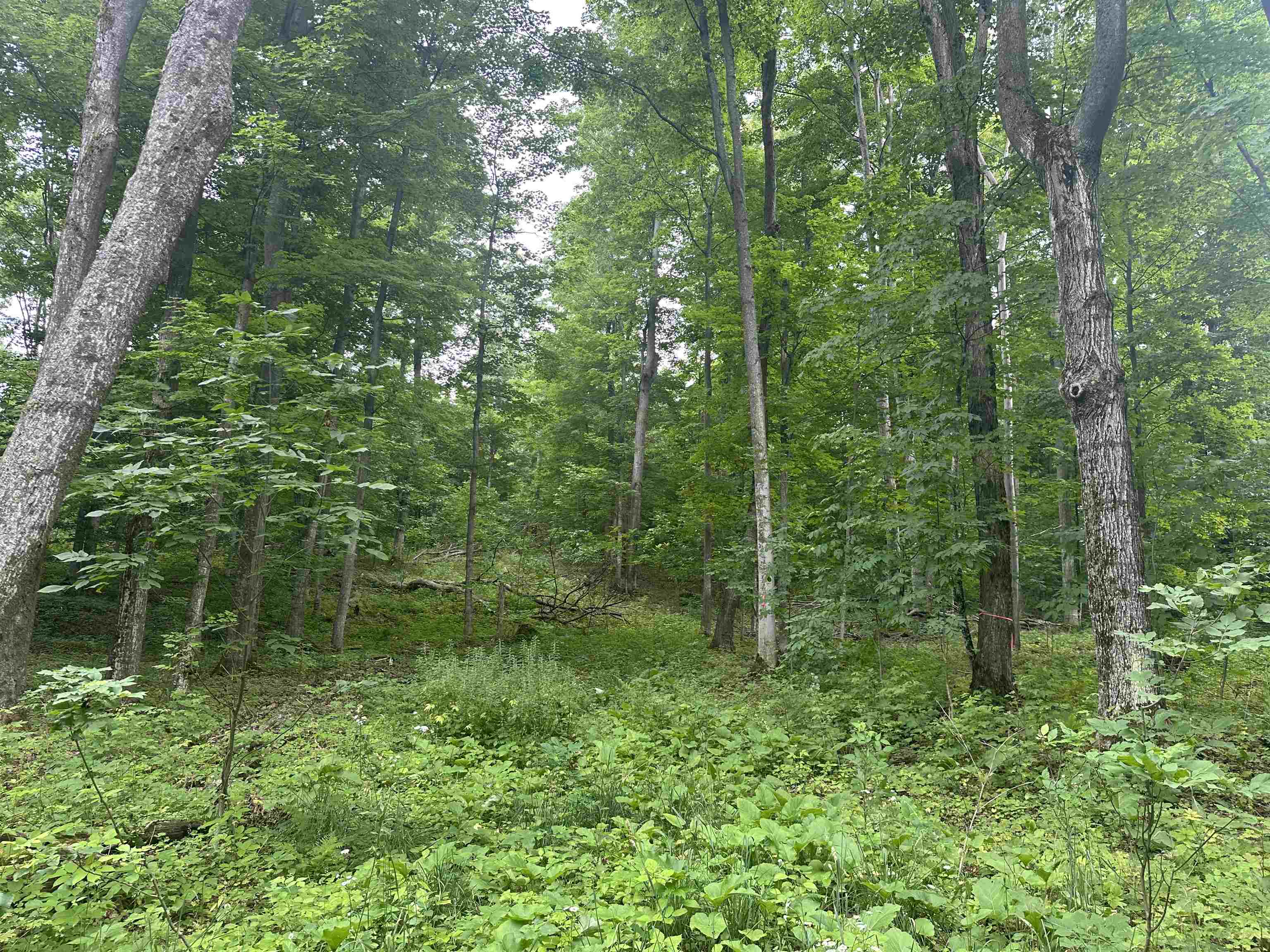 11605 South Tower Road, Unit LOT: 5 Maple City, MI 49664 - Photo 8 of 11