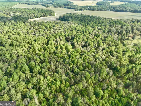 a view of a forest filled with trees