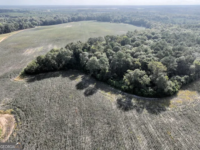 a view of a forest that has large trees