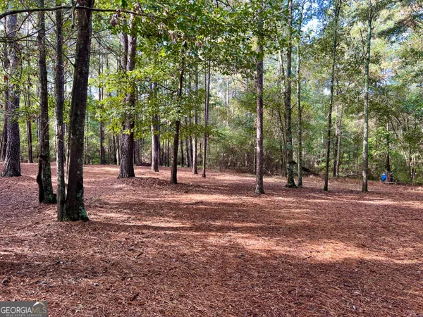 a view of a forest with trees