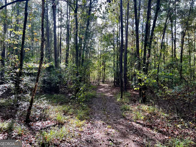 a water fountain in middle of tall trees