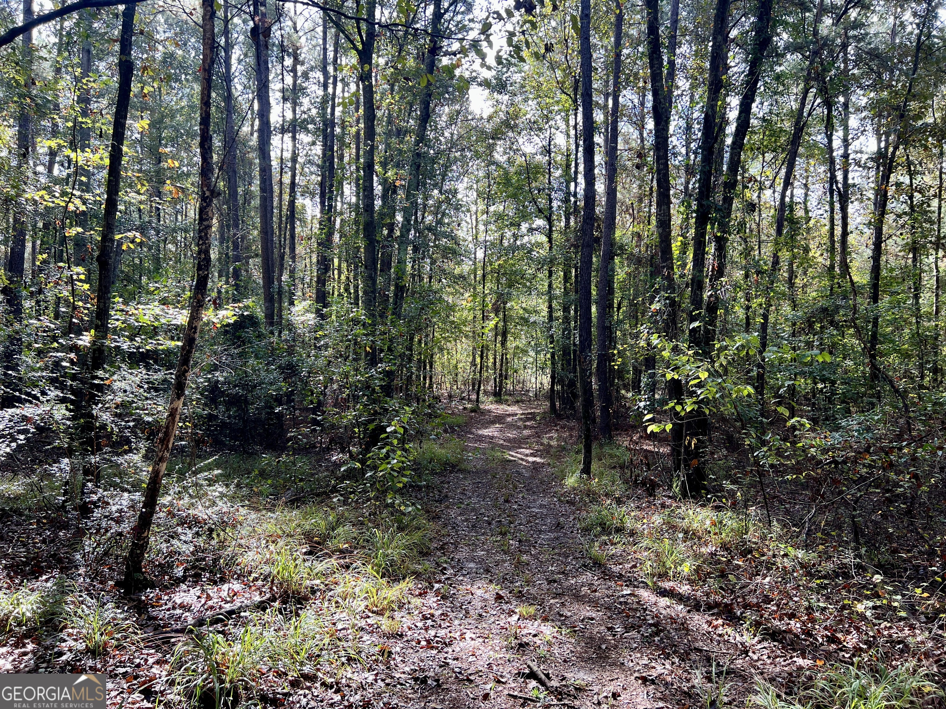 136 Pope Road Pineview, GA 31071 - Photo 35 of 58 a view of forest