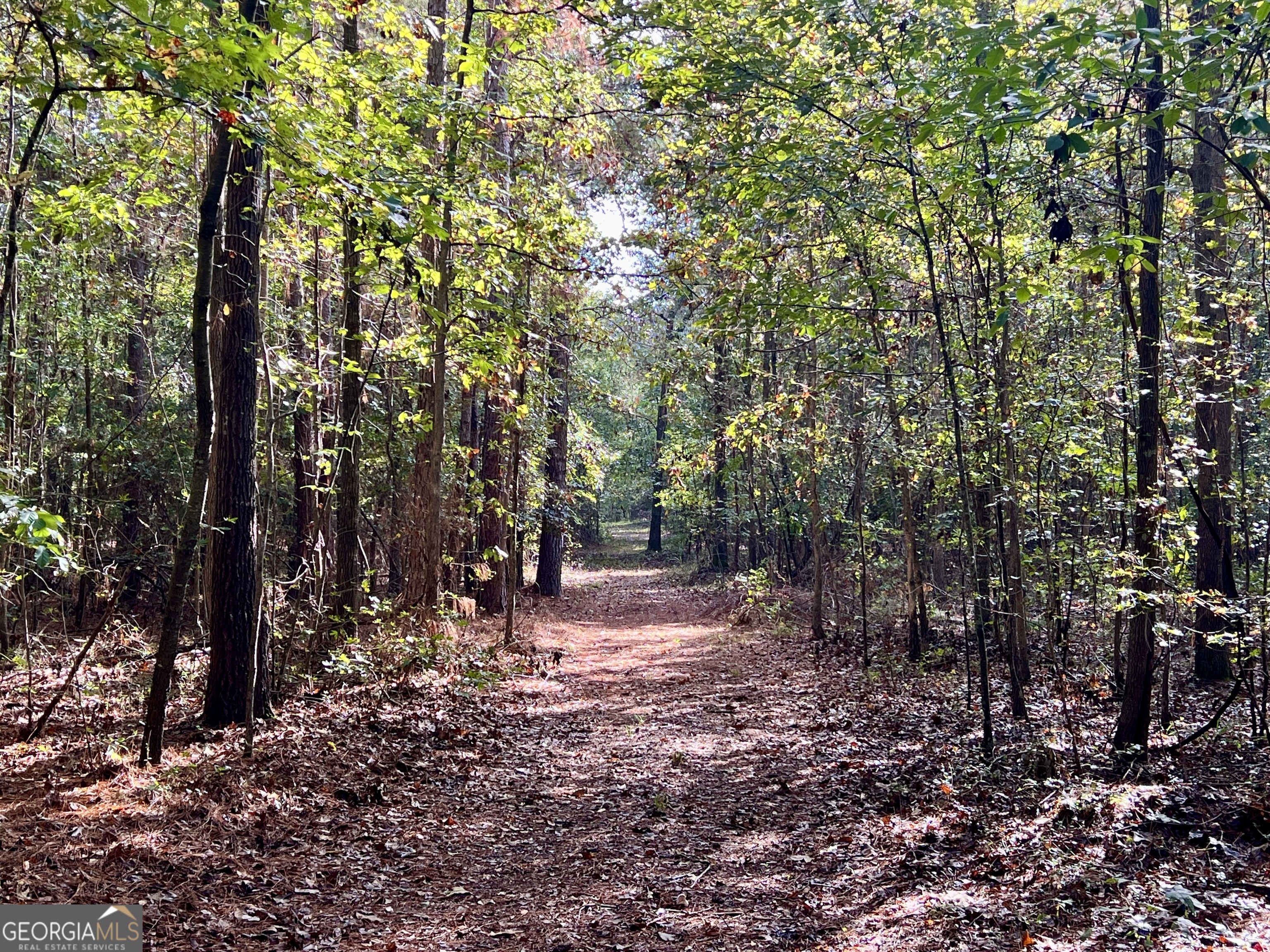 136 Pope Road Pineview, GA 31071 - Photo 36 of 58 a view of a forest with trees