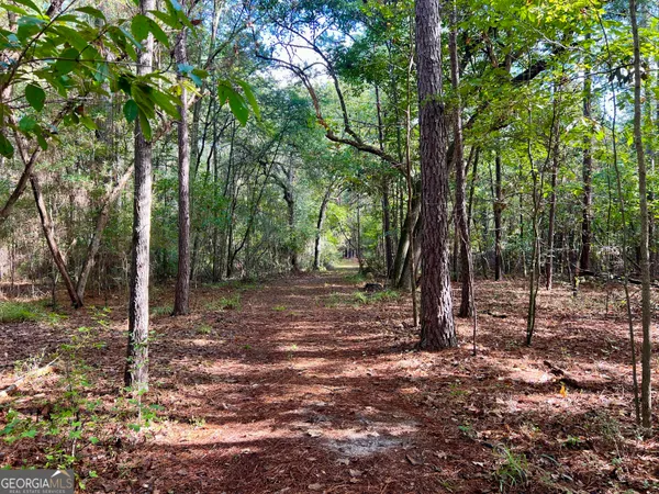 a view of forest