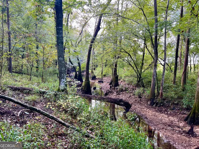 a view of a forest with trees in the background
