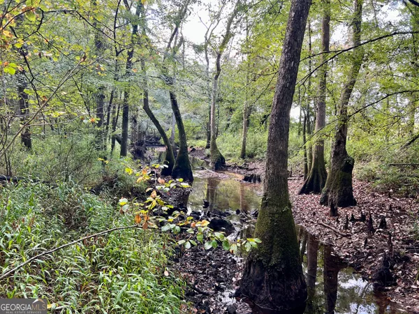 a view of a forest with lots of trees