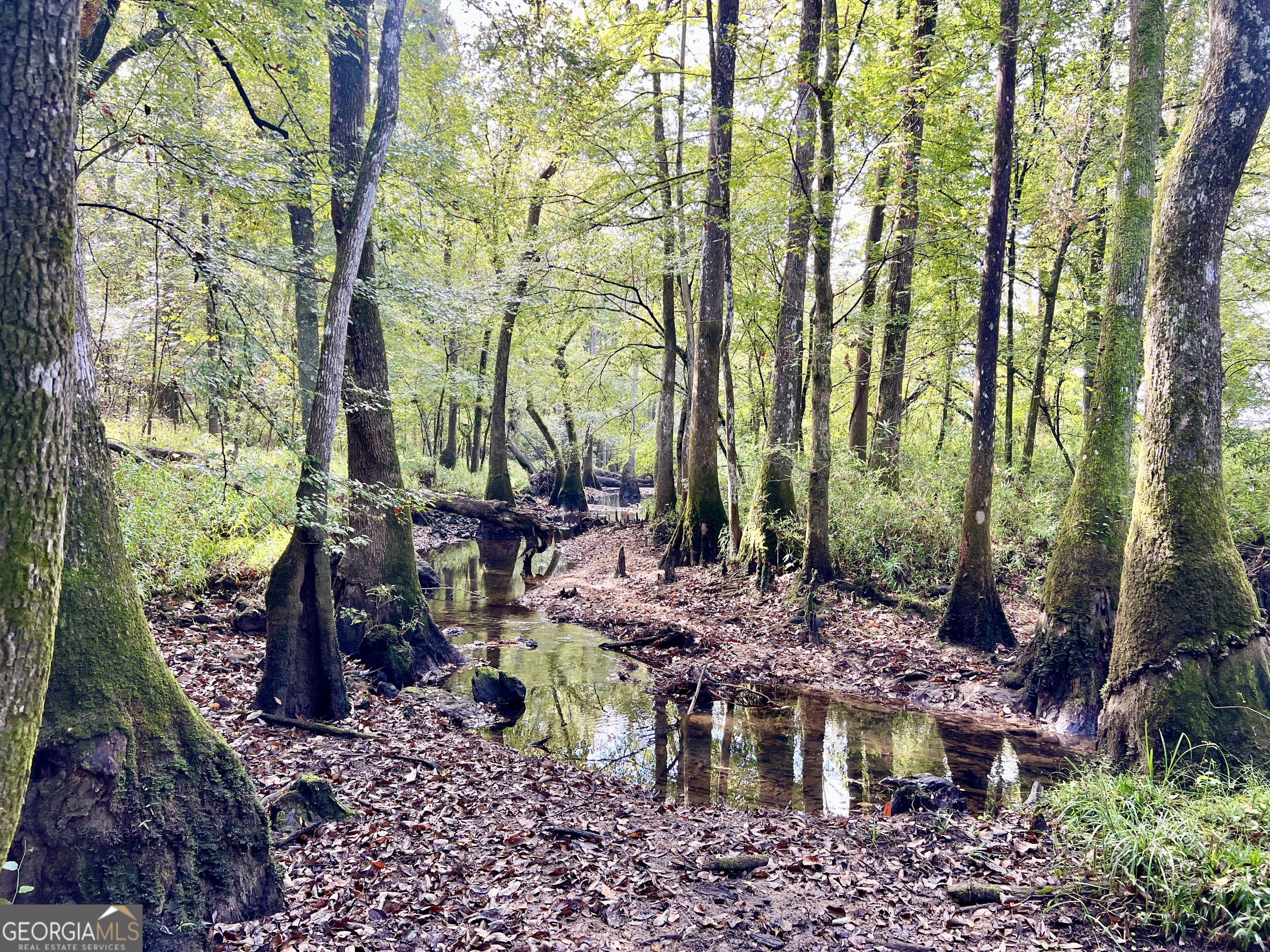 136 Pope Road Pineview, GA 31071 - Photo 40 of 58 a view of a backyard with plants and trees