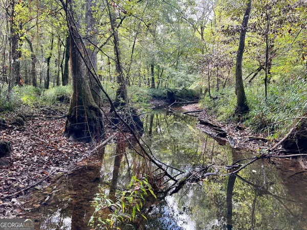 a view of a forest with trees in the background