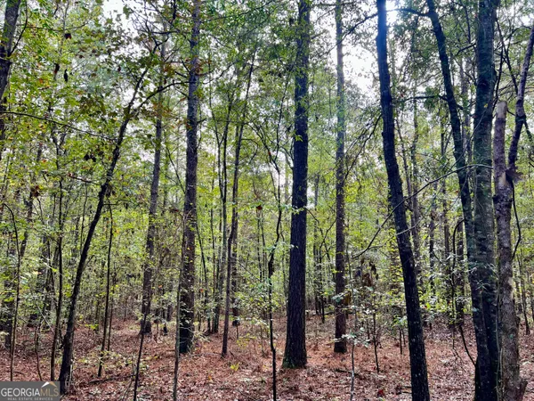 a view of a forest with trees