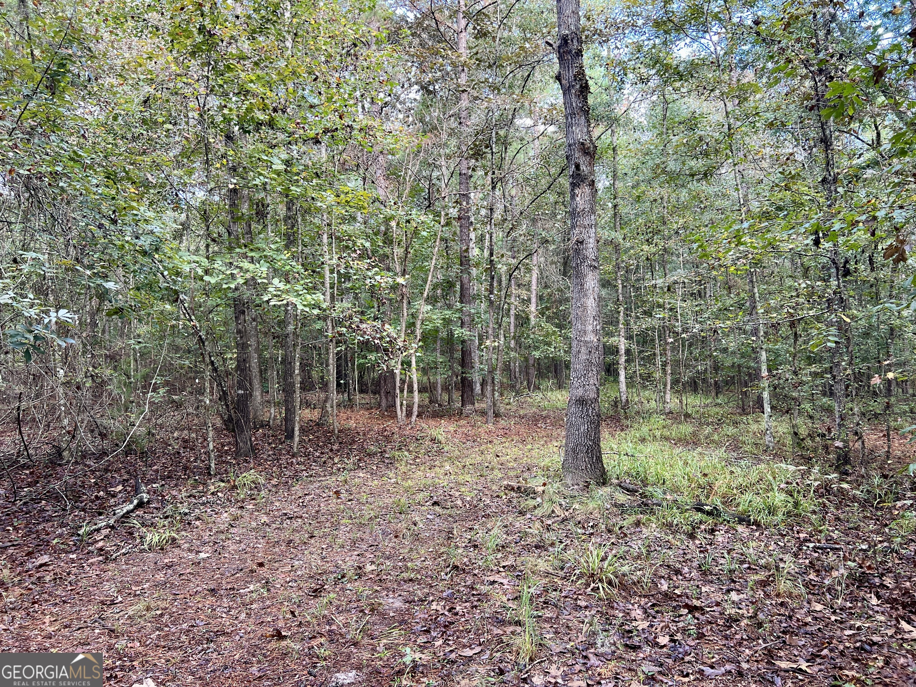 136 Pope Road Pineview, GA 31071 - Photo 44 of 58 a view of a forest with trees in the background