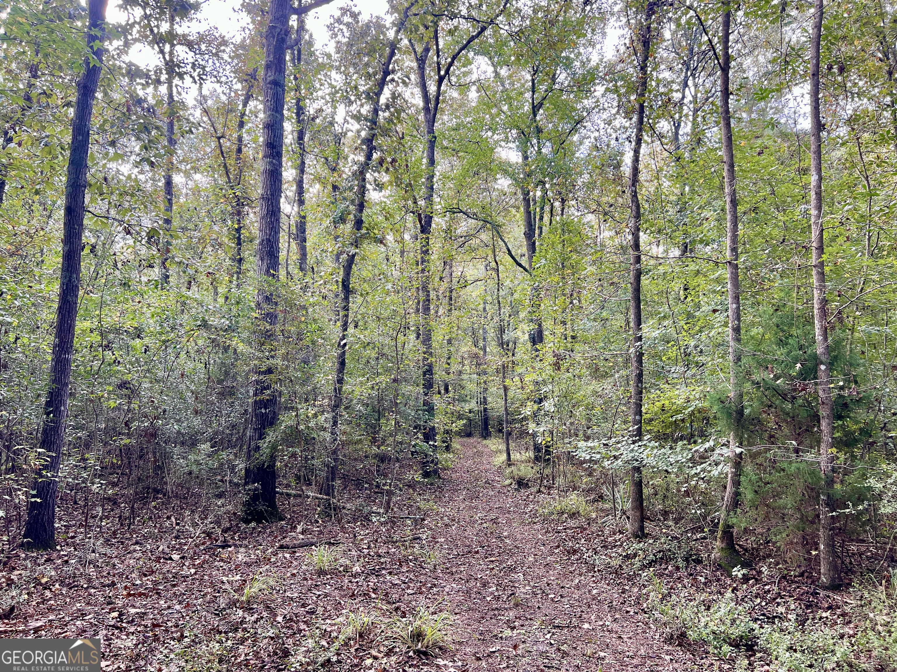 136 Pope Road Pineview, GA 31071 - Photo 45 of 58 a view of a forest with lots of trees