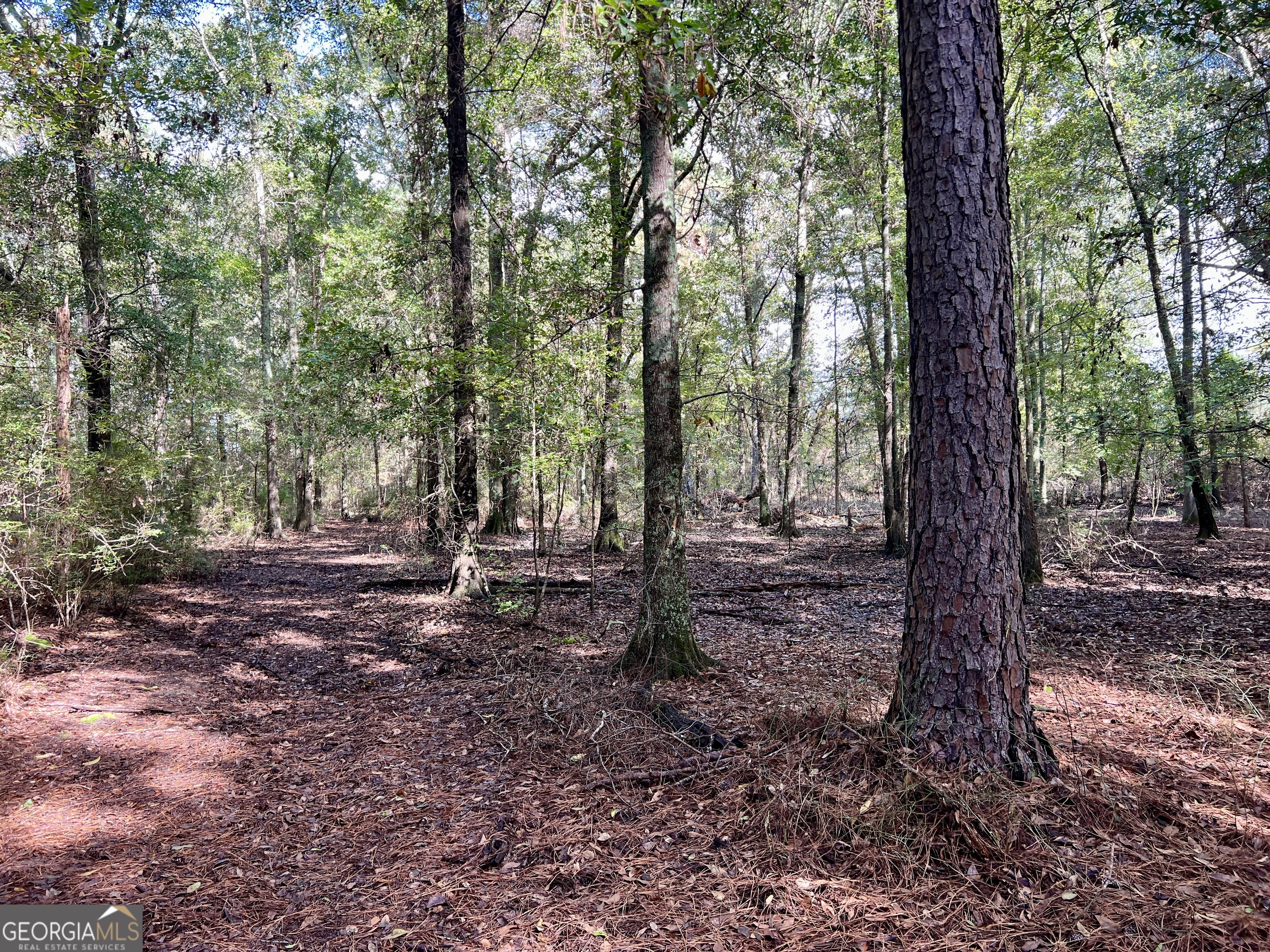 136 Pope Road Pineview, GA 31071 - Photo 50 of 58 a view of a forest with trees