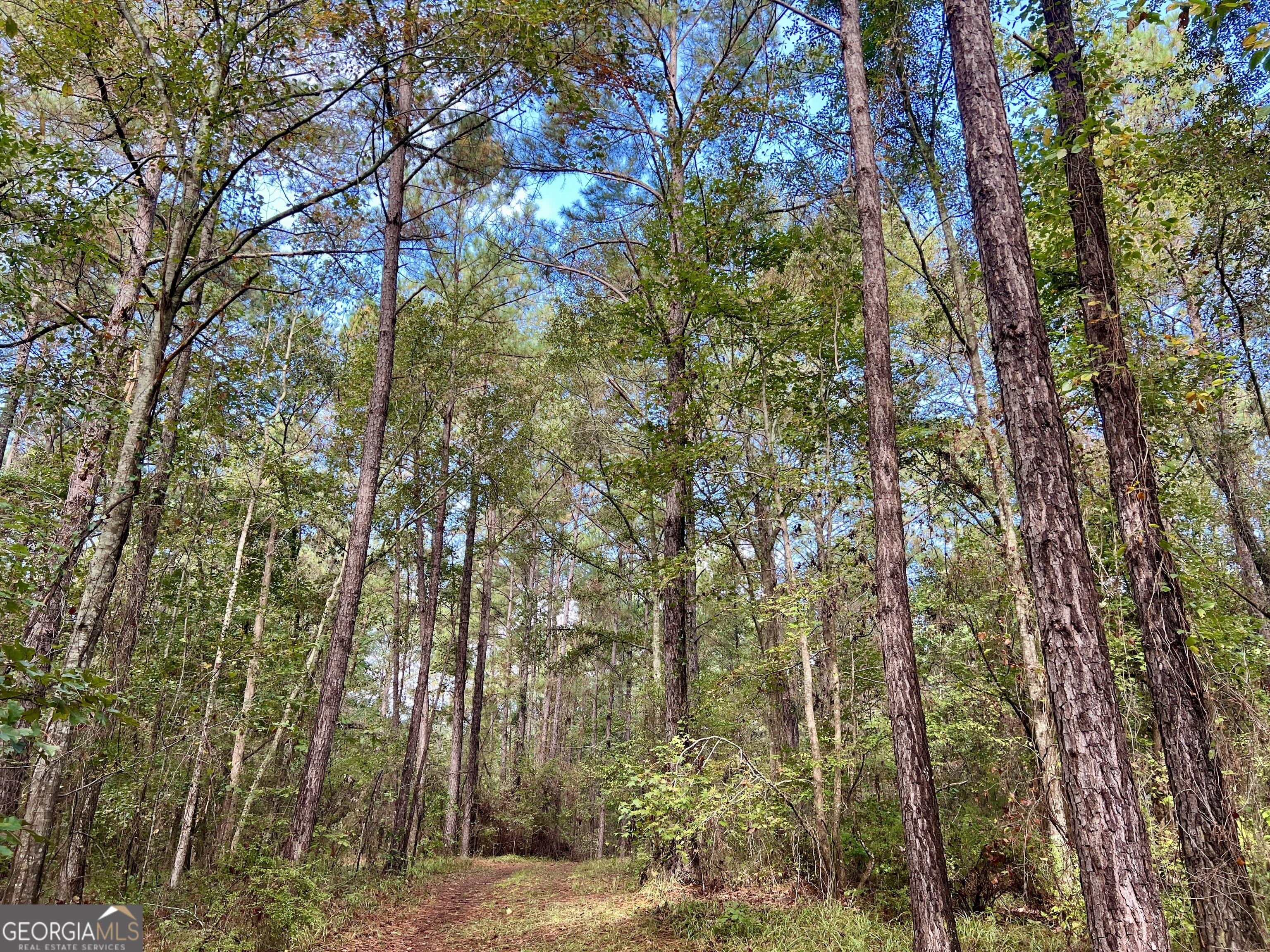 136 Pope Road Pineview, GA 31071 - Photo 5 of 58 a view of a forest