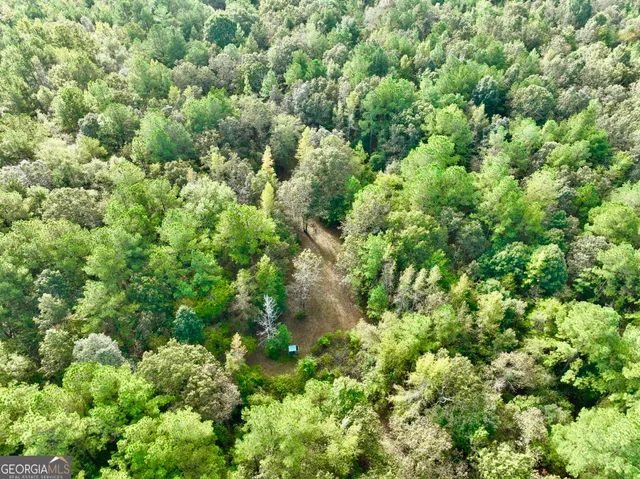 a view of a forest with trees