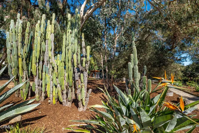 a view of a yard with plants