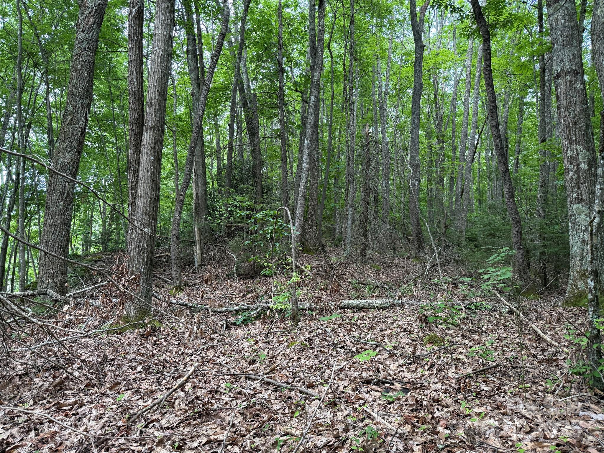 Tbd Red Clover Road Elk Park, NC 28622 - Photo 11 of 37 a view of a forest with trees