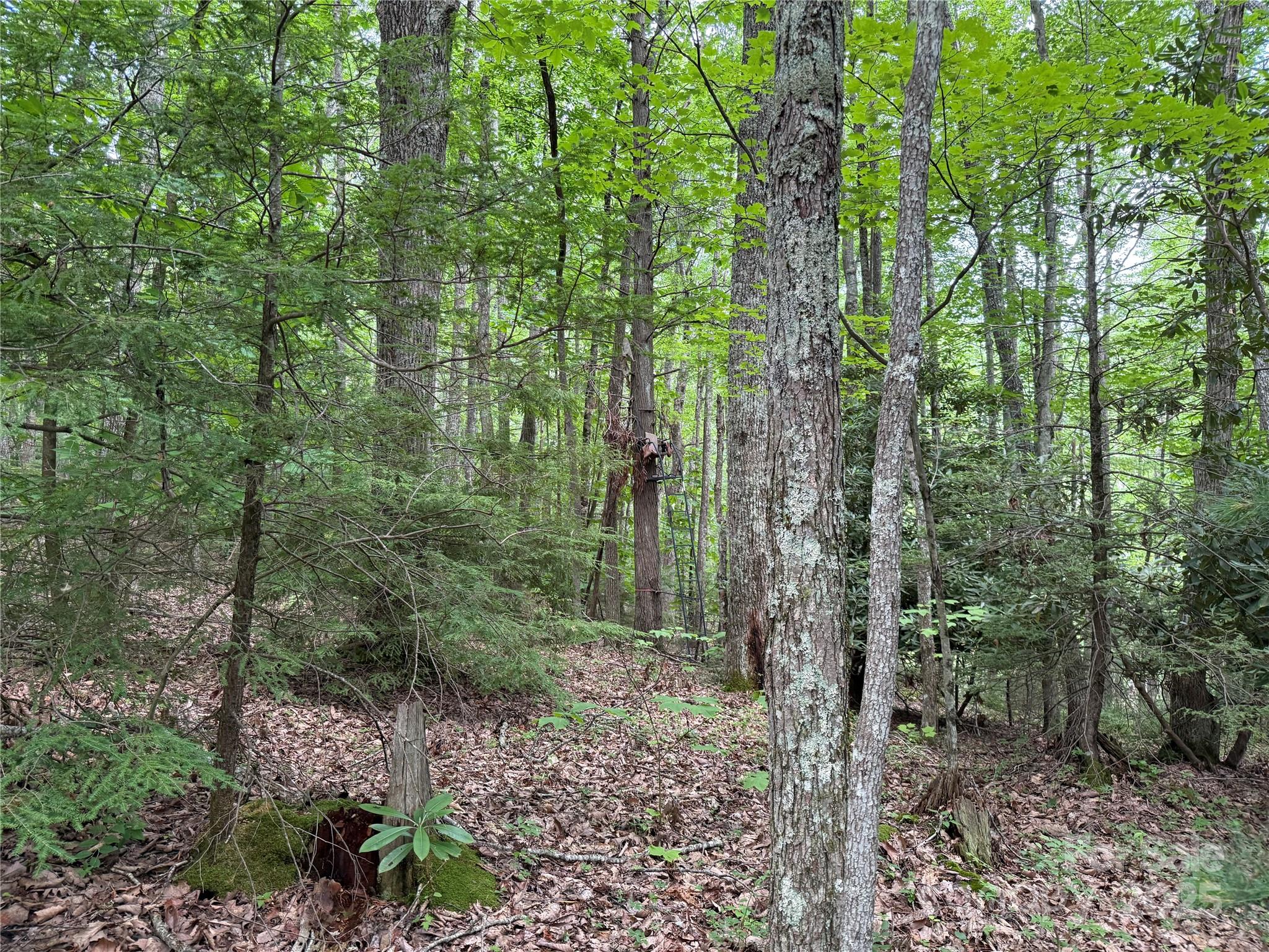 Tbd Red Clover Road Elk Park, NC 28622 - Photo 12 of 37 a view of a forest that has large trees