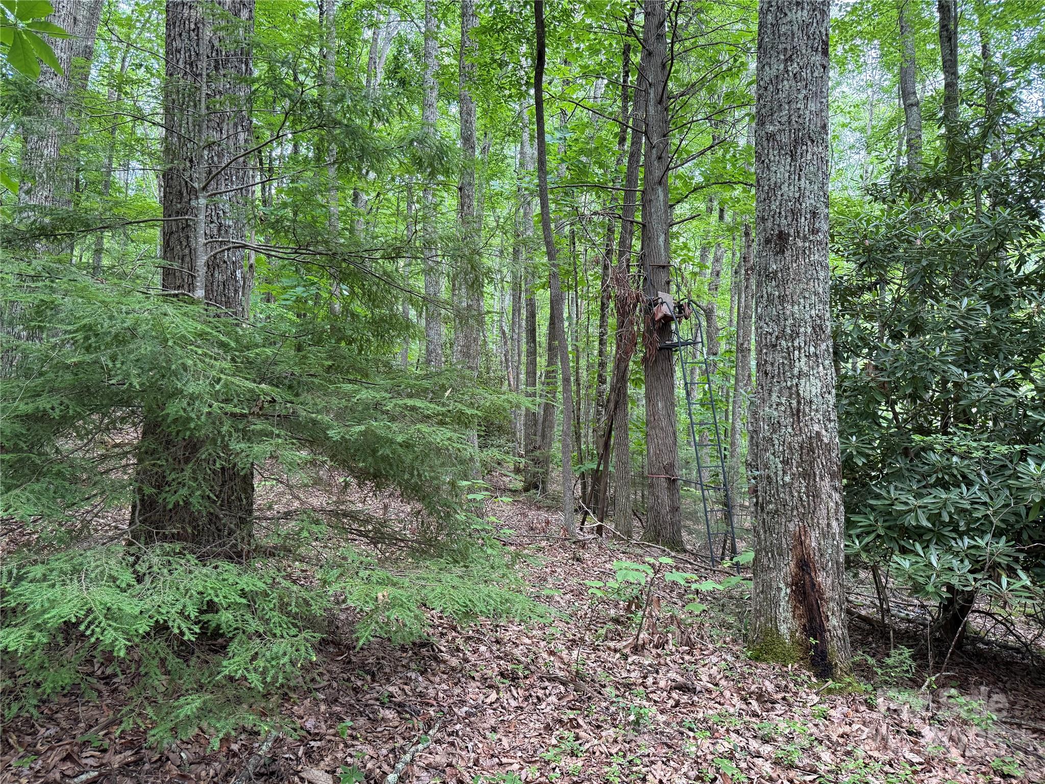 Tbd Red Clover Road Elk Park, NC 28622 - Photo 13 of 37 a view of forest