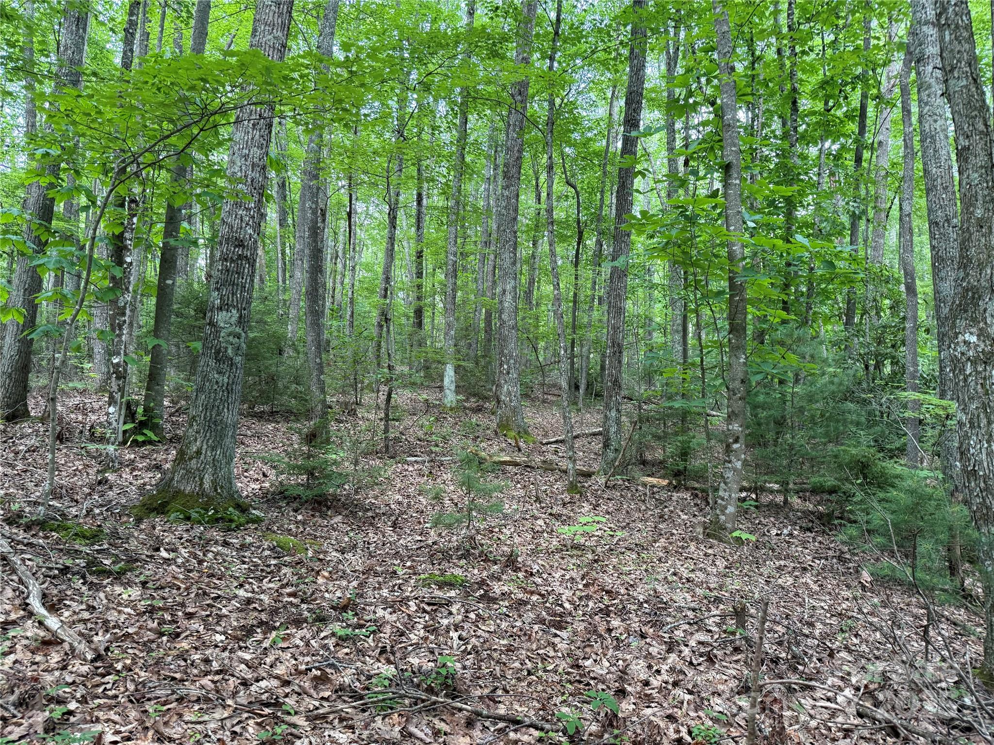 Tbd Red Clover Road Elk Park, NC 28622 - Photo 14 of 37 a view of a forest with trees