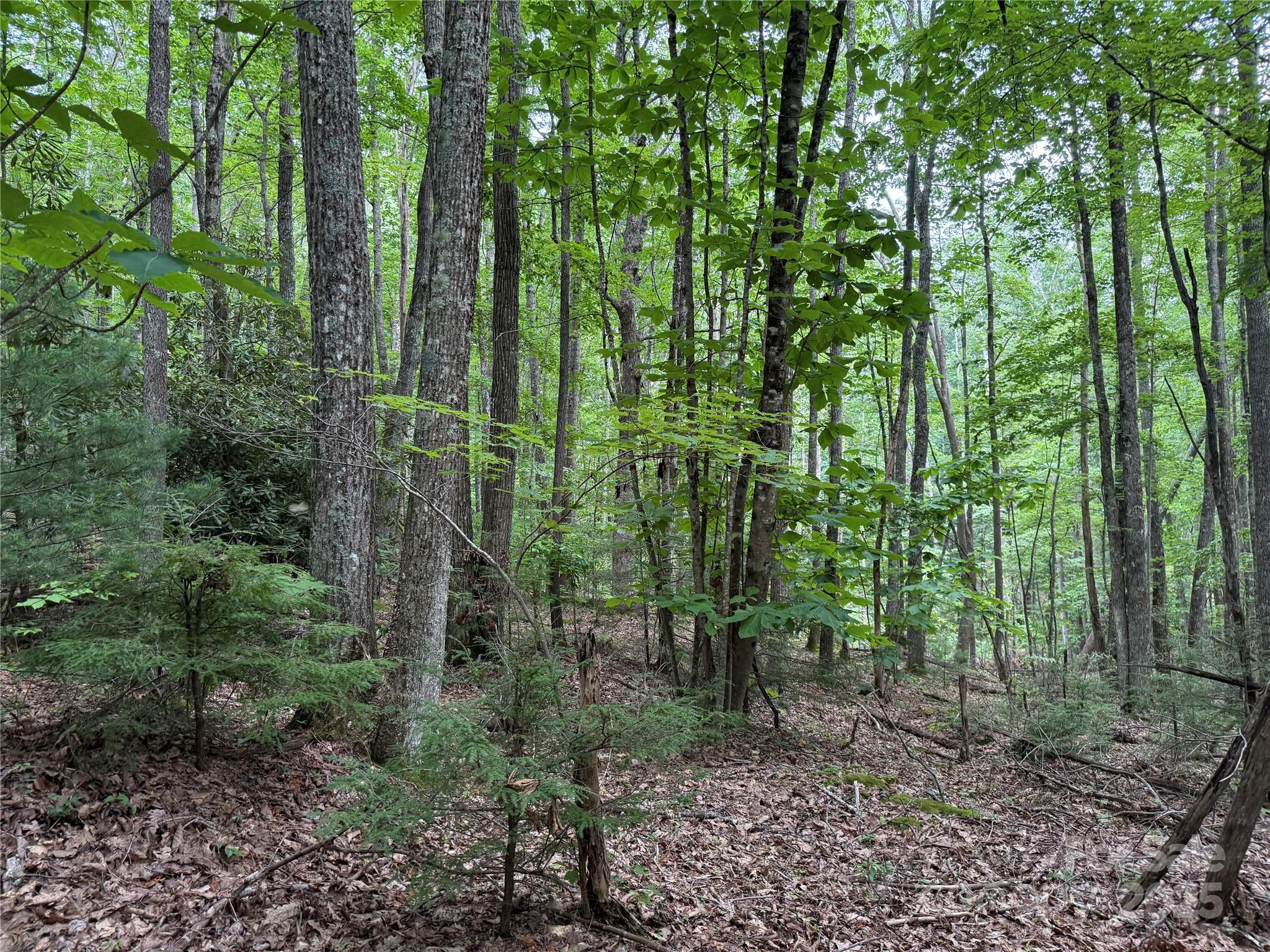 Tbd Red Clover Road Elk Park, NC 28622 - Photo 15 of 37 a view of outdoor space and green space