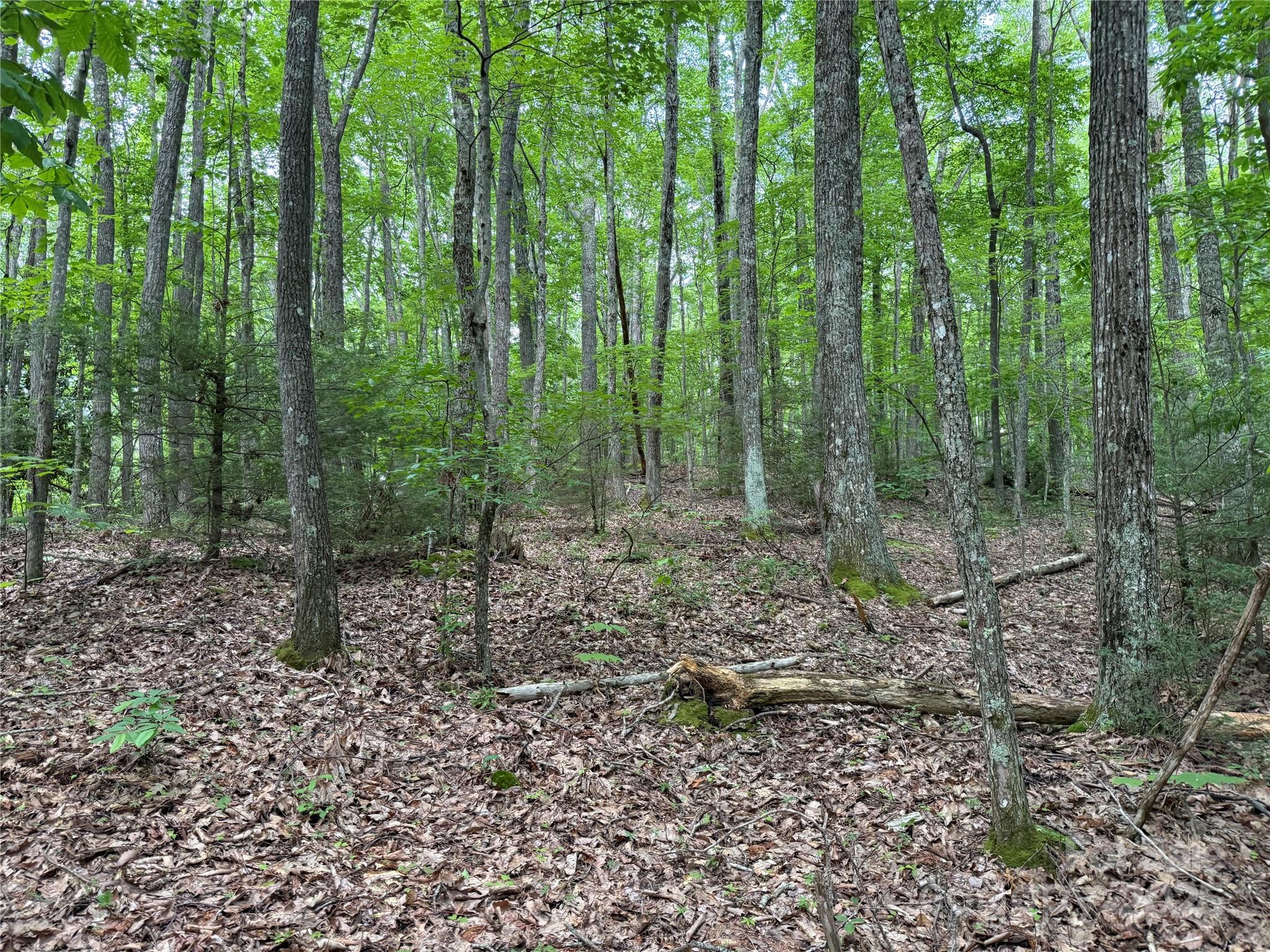 Tbd Red Clover Road Elk Park, NC 28622 - Photo 16 of 37 a view of a forest that has large trees