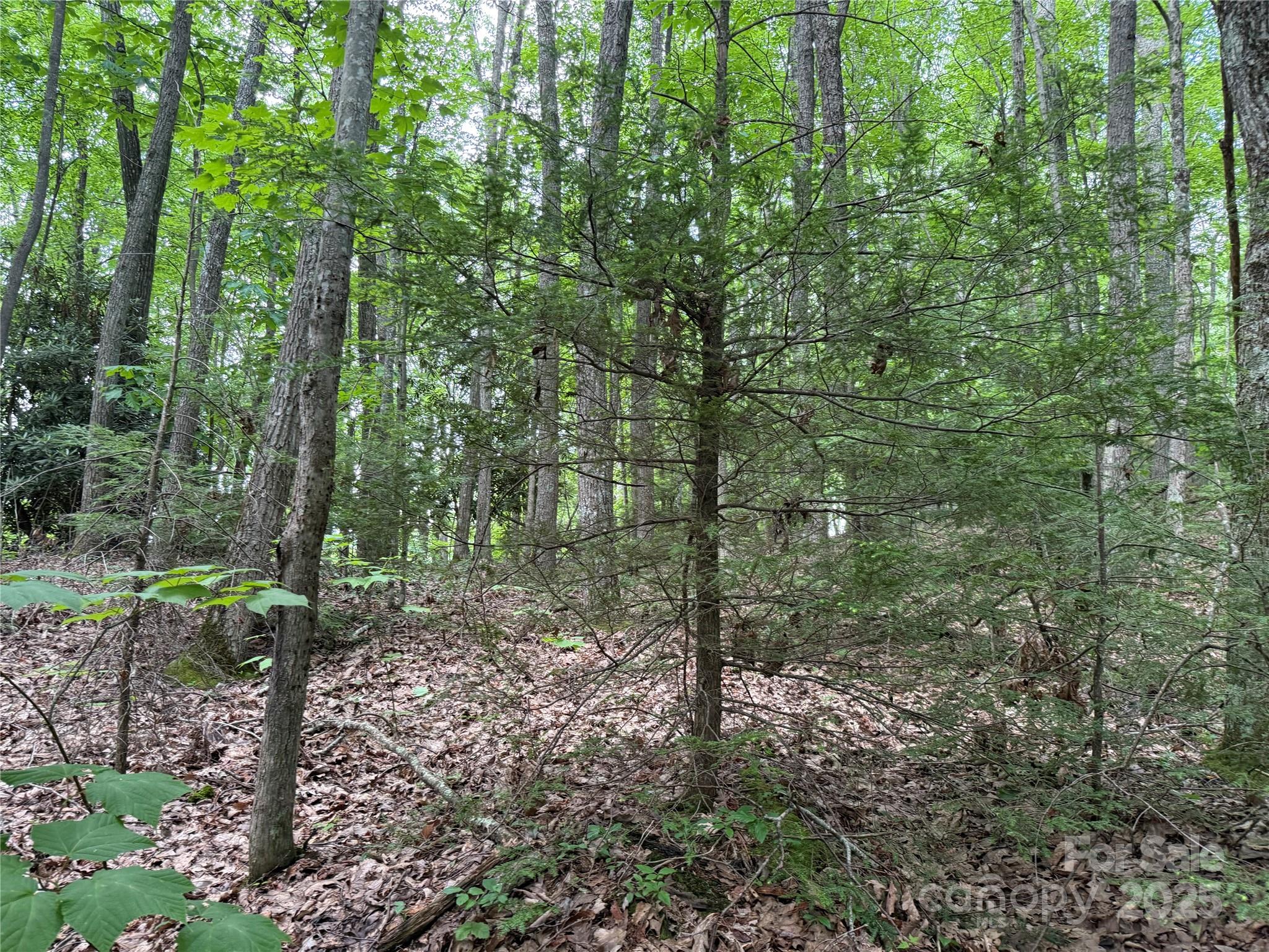 Tbd Red Clover Road Elk Park, NC 28622 - Photo 17 of 37 a view of a forest that has large trees