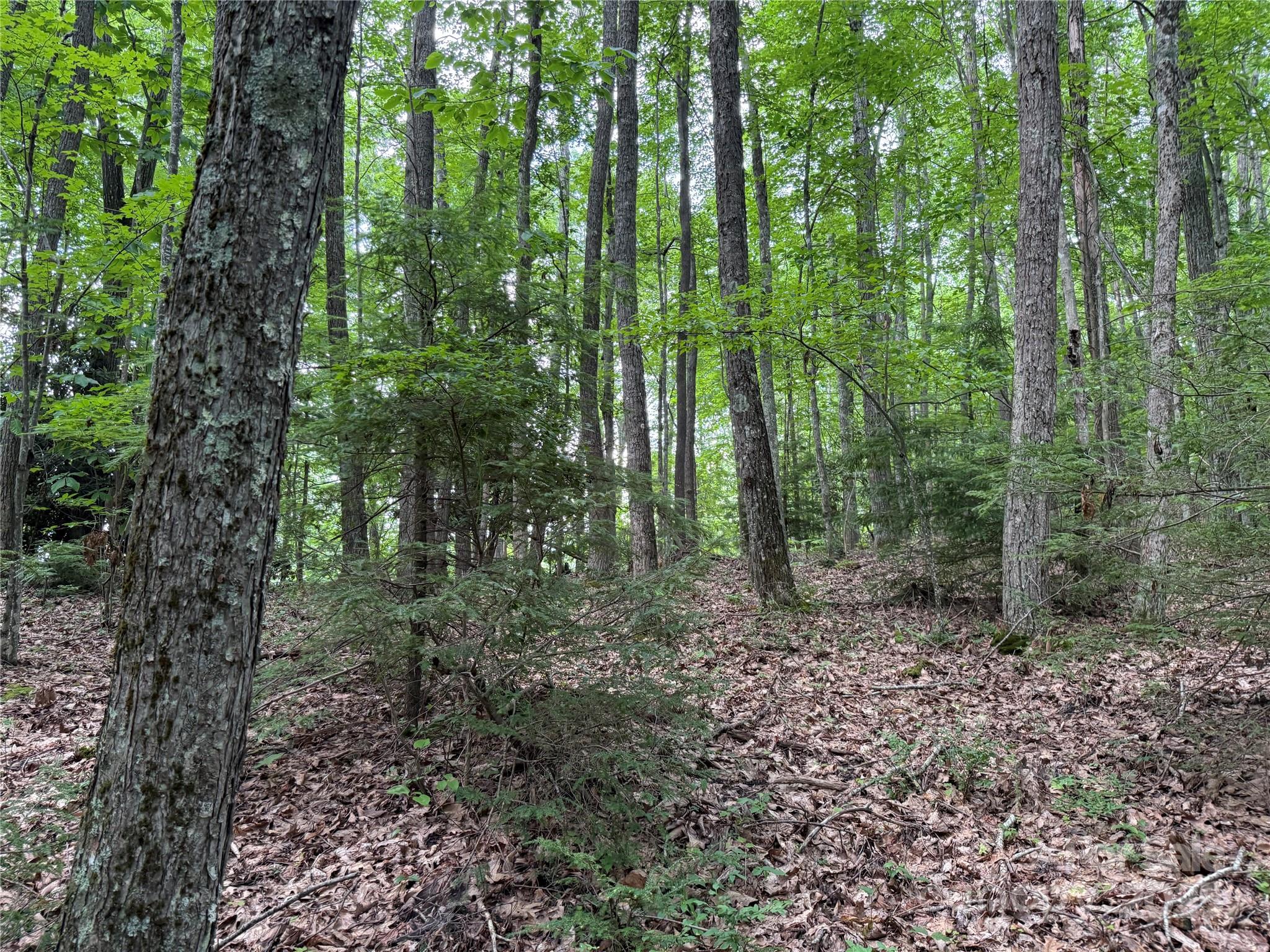 Tbd Red Clover Road Elk Park, NC 28622 - Photo 18 of 37 a view of a forest with lots of trees